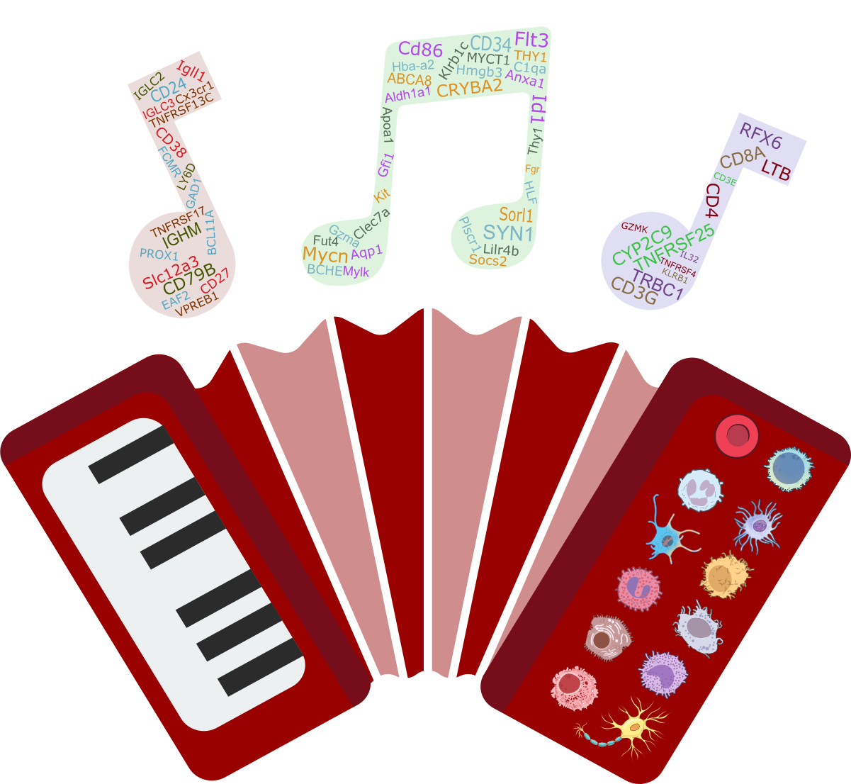Cell Marker Accordion
